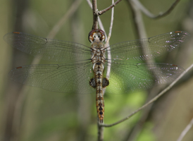 Spot-winged